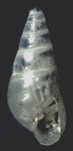 Odostomia plicata?